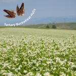 LOFE Buckwheat Pillow with Organic Cotton Pillowcase - 20''x26'' sobakawa Pillow with Baffle Box for Support, Adjustable Tartary Buckwheat Hull Pillows, Organic Buckwheat Neck Pillows - Image 6